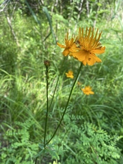 Trollius
