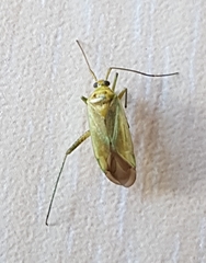 Adelphocoris lineolatus