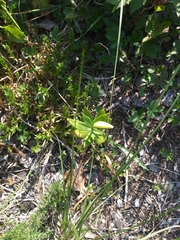 Lilium philadelphicum