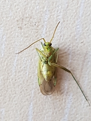 Adelphocoris lineolatus