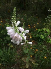 Physostegia digitalis