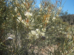 Hakea leucoptera