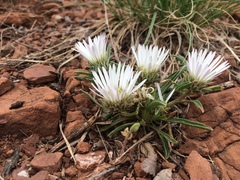 Townsendia grandiflora