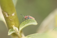 Tetraopes annulatus