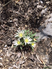Townsendia grandiflora