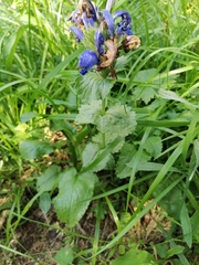 Dracocephalum grandiflorum