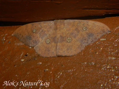 Agnidra discispilaria