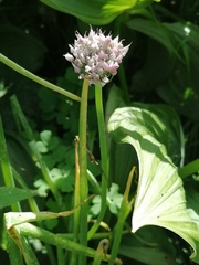 Allium ledebourianum