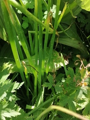 Allium ledebourianum