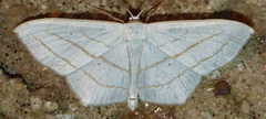 Scopula ordinata