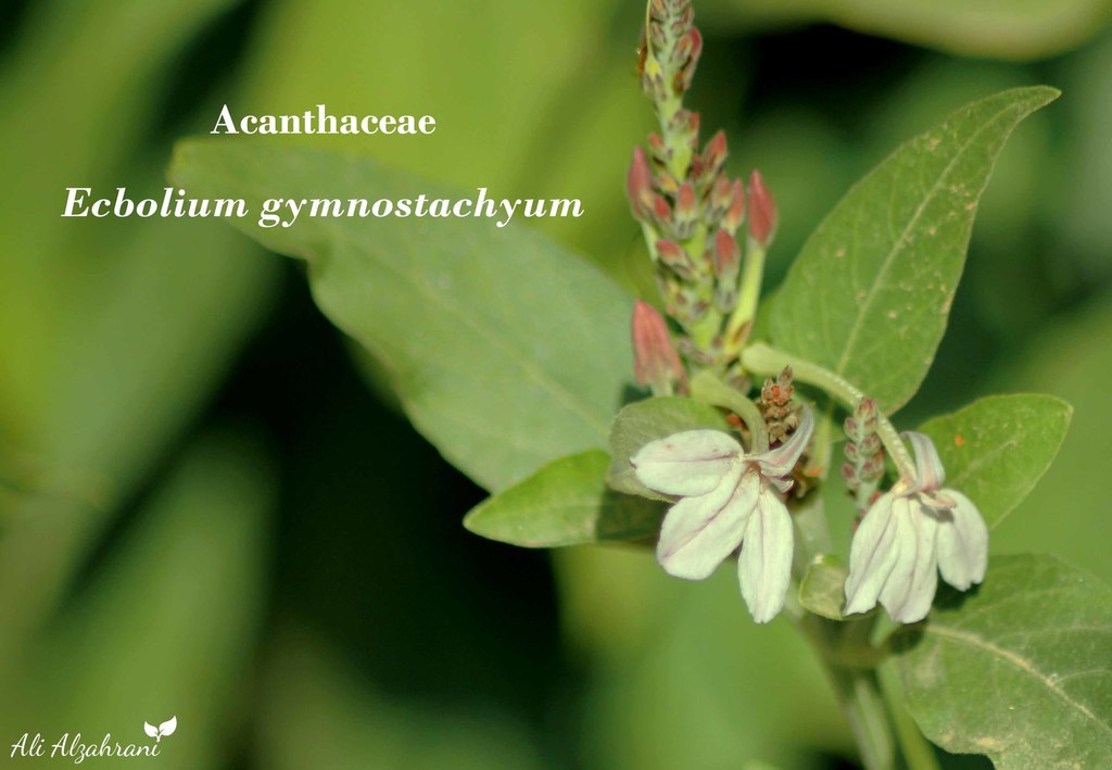Ecbolium gymnostachyum