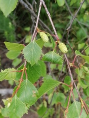 Betula pubescens pumila