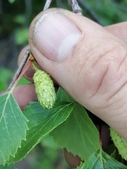 Betula pubescens pumila