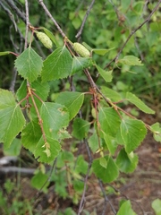 Betula pubescens pumila