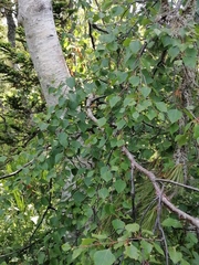 Betula pubescens pumila