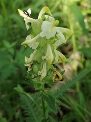 Pedicularis compacta