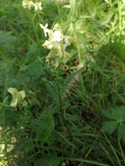Pedicularis compacta