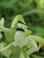 Pedicularis compacta