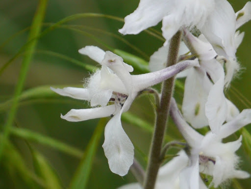 Delphinium carolinianum ssp. virescens
