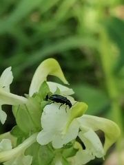 Pedicularis compacta