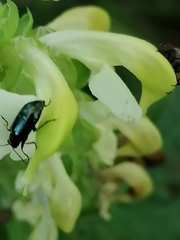Pedicularis compacta