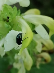 Pedicularis compacta