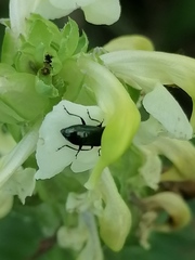 Pedicularis compacta