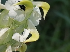 Pedicularis compacta