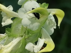 Pedicularis compacta