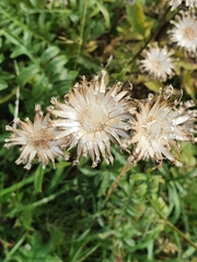 Carlina acaulis