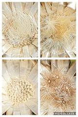 Carlina acaulis