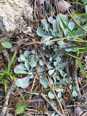 Antennaria caucasica