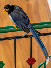 Urocissa flavirostris