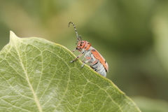 Tetraopes annulatus