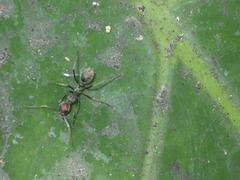 Camponotus singularis