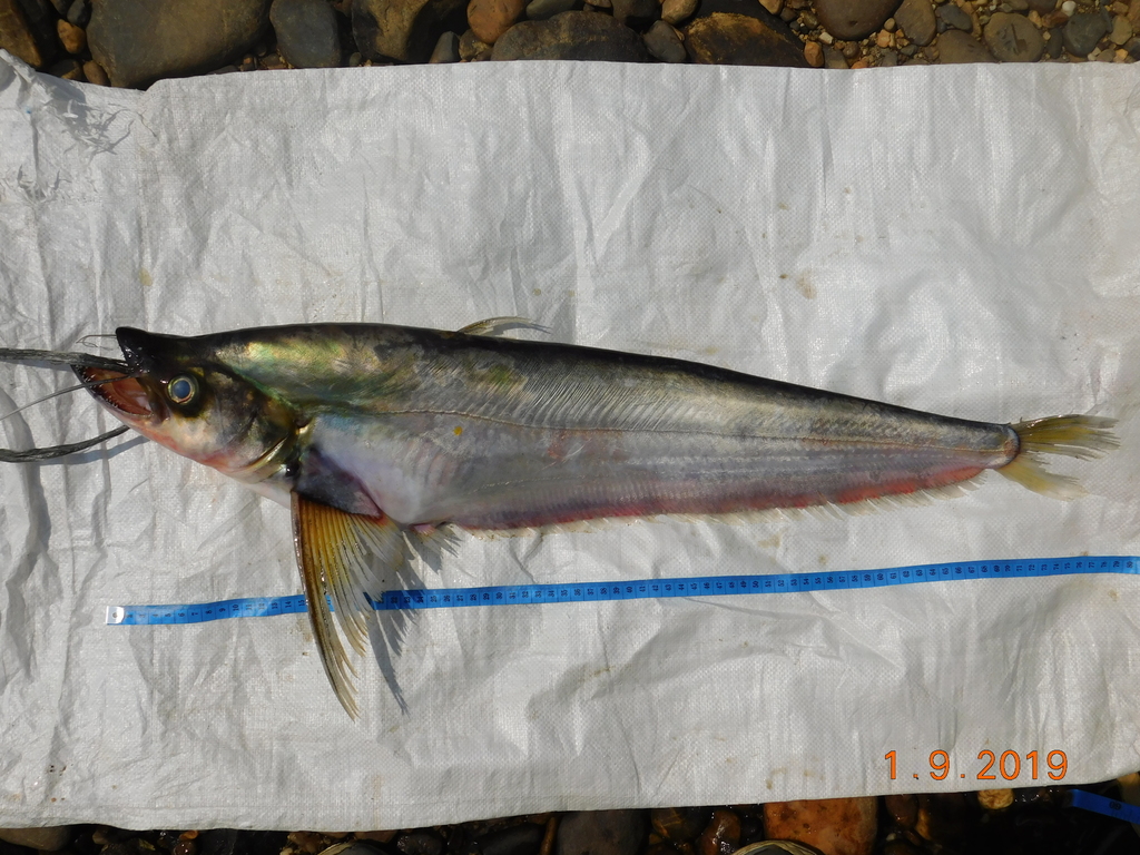 Sikkelvin-meerval (Belodontichthys dinema) — Siluridae