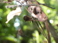 Parasteatoda merapiensis
