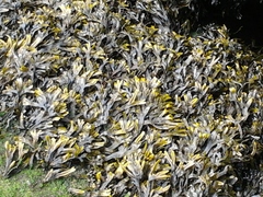 Fucus ceranoides