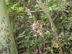 Parasteatoda merapiensis