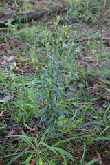 Pterostylis smaragdyna