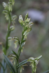 Pterostylis smaragdyna