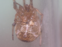 Parasteatoda merapiensis