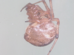 Parasteatoda merapiensis