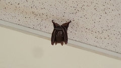 Cynopterus brachyotis