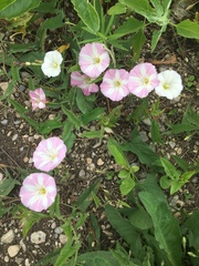 Convolvulus arvensis