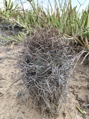 Astrophytum capricorne