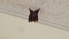 Cynopterus brachyotis