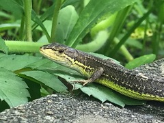 Takydromus tachydromoides