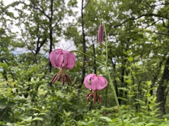 Lilium cernuum