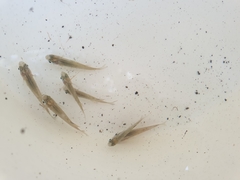 Pseudomugil signifer